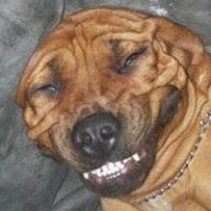 smilingdog